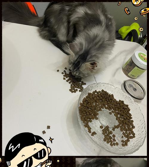 小猫为何要把猫粮叼进水里？如何解决这个问题？
