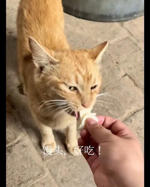 土猫食用猫粮后为何体味加重？如何解决？