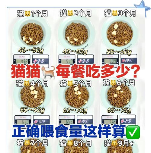 星期猫是如何喂养的？有哪些特别的喂食方法？