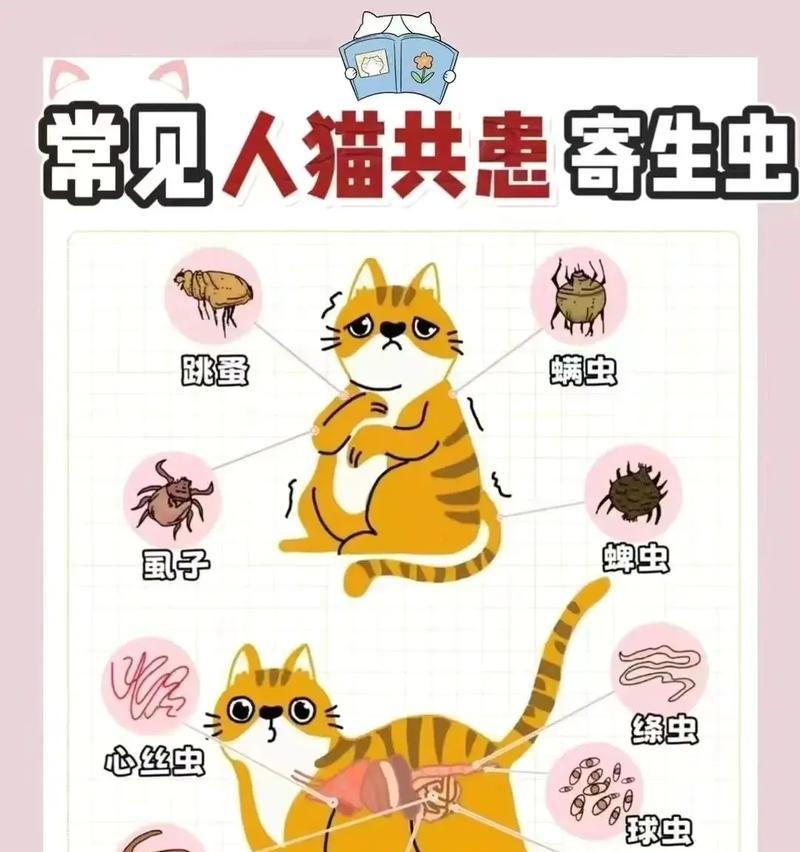 猫儿怎么得猫粮虫？猫咪是如何感染上猫粮虫的？