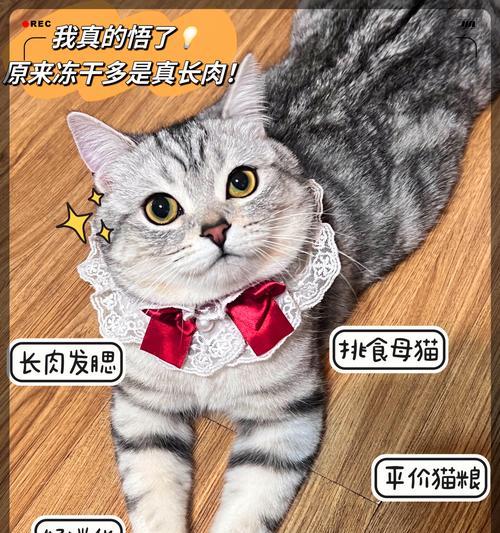 猫粮淀粉还能有什么影响？对猫咪健康有何影响？