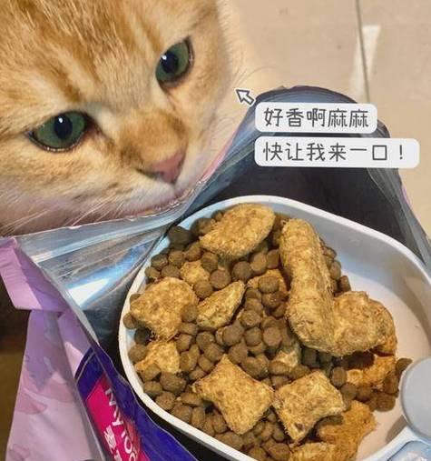 猫吃了一点猫粮就刨地怎么回事？刨地行为背后的含义是什么？