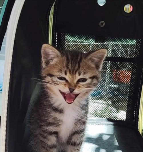 猫吃了一点猫粮就刨地怎么回事？刨地行为背后的含义是什么？