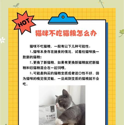 小猫吃猫粮浪费如何解决？有效方法是什么？