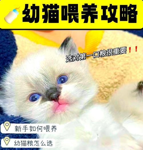 爵加猫粮怎么样？小奶猫吃猫粮注意什么事项？