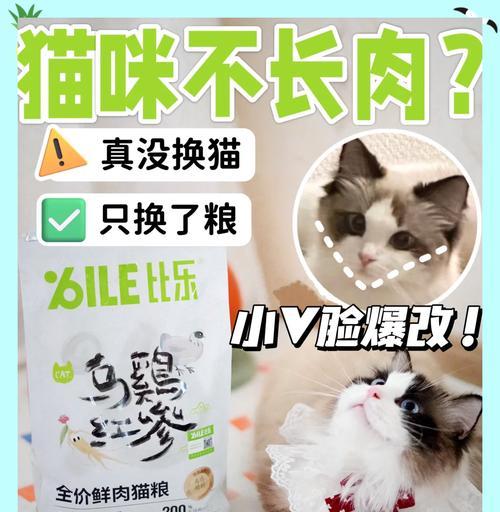 为何家中猫咪还未开始食用猫粮？