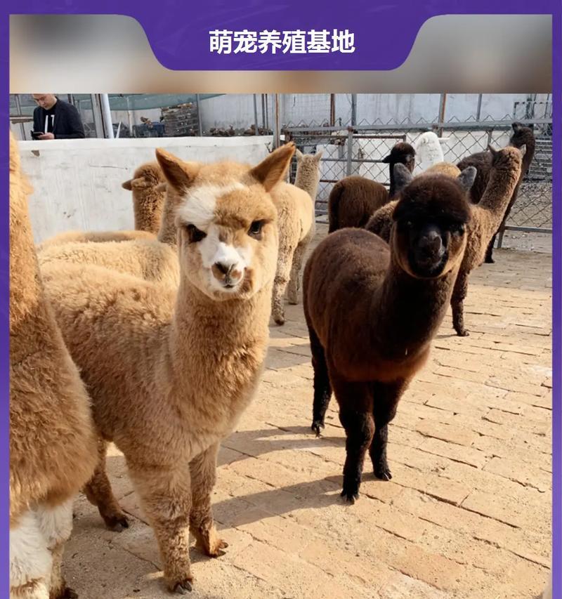 羊驼为何在某些文化中被视为神兽？