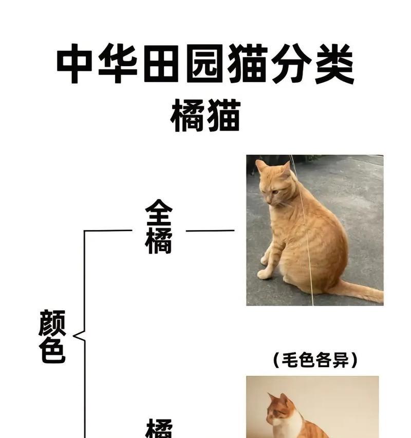 橘猫为什么只吃不长个子的猫粮？可能的原因是什么？