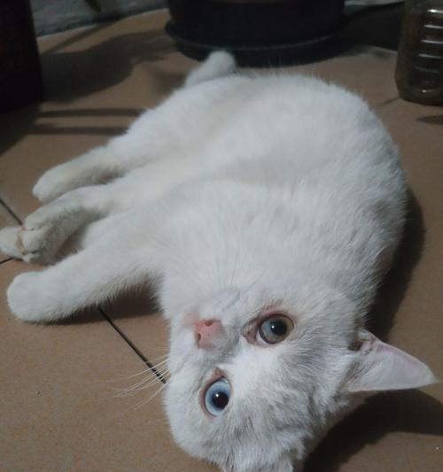 橘猫为什么只吃不长个子的猫粮？可能的原因是什么？
