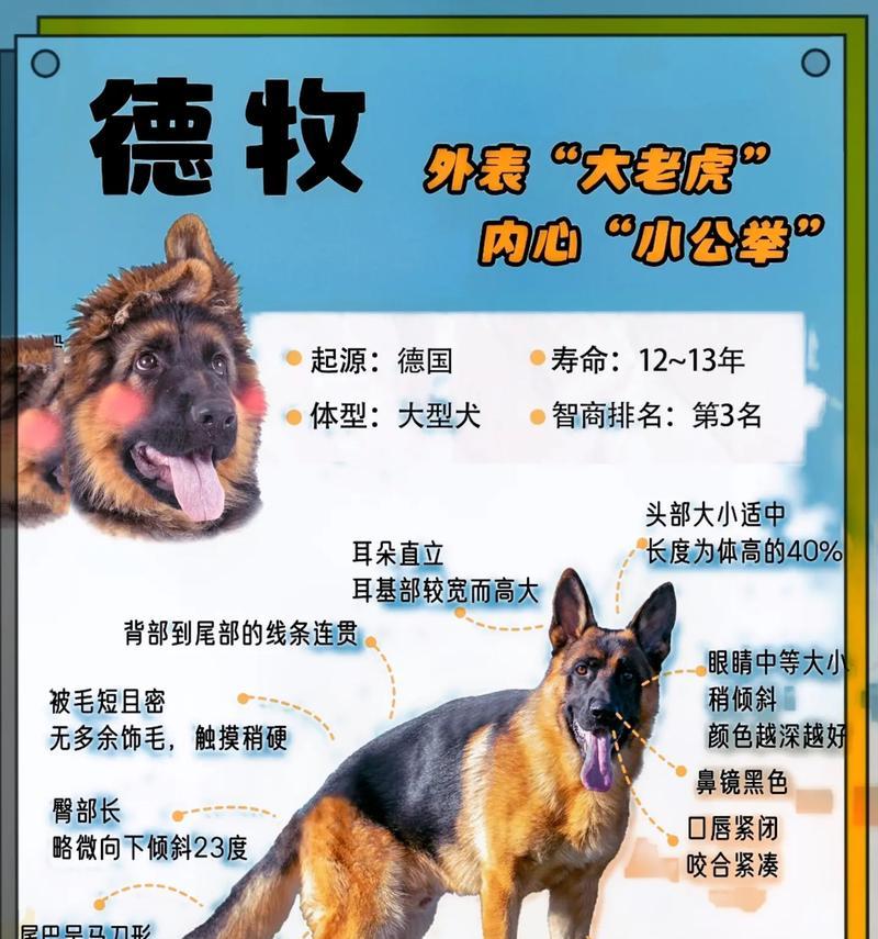 德牧与狼的相似点有哪些？