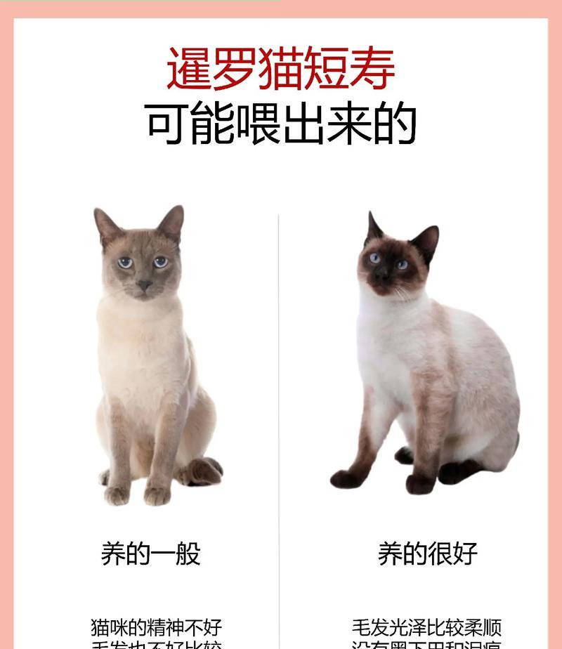 猫咪为何不吃猫粮而偏爱面食？