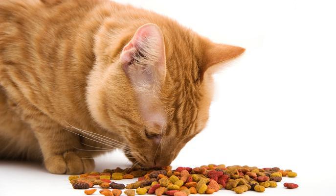 发酵桶装猫粮怎么倒掉的？如何处理过期猫粮？