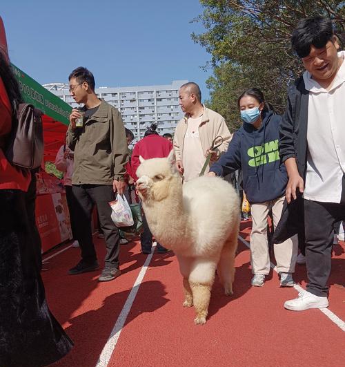 羊驼裤怎样清洗才能保持蓬松？