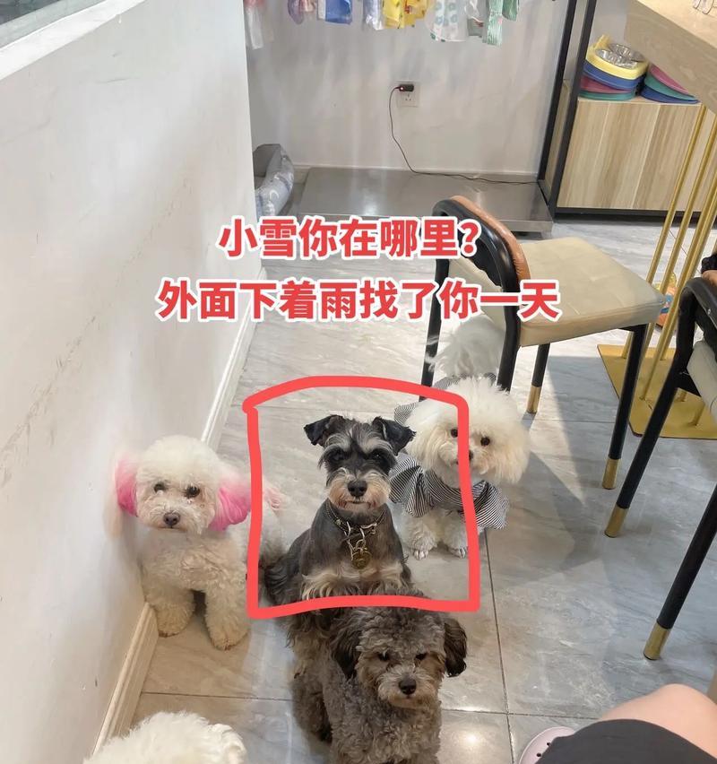 郑州丢失雪纳瑞犬的寻狗启示费用是多少？
