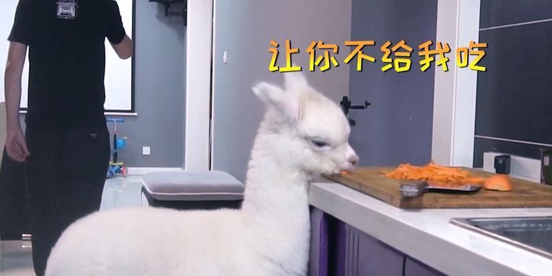 被羊驼发现偷吃东西后应如何应对？