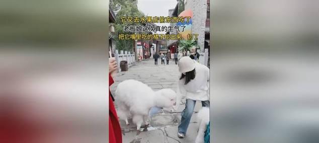 被羊驼发现偷吃东西后应如何应对？