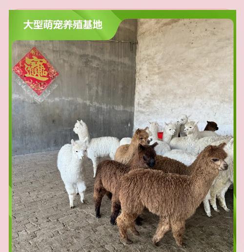 羊驼快速增肥的方法有哪些？女生如何为羊驼选择合适的饲料？