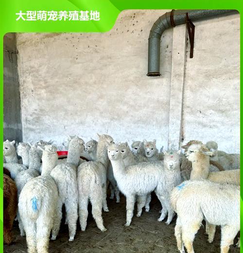 羊驼快速增肥的方法有哪些？女生如何为羊驼选择合适的饲料？