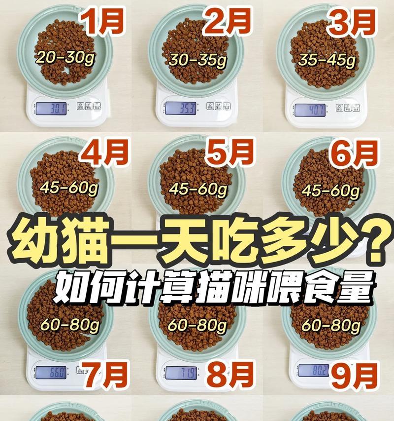 吃猫粮的猫怎么喂肉呢？平衡饮食的方法有哪些？