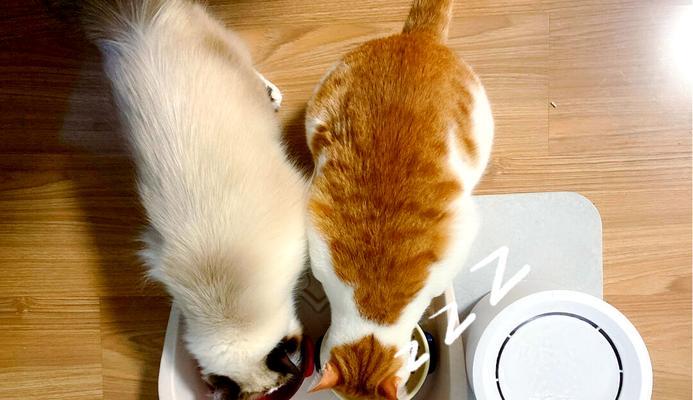 猫湿粮怎么做？自制猫湿粮的简单步骤是什么？