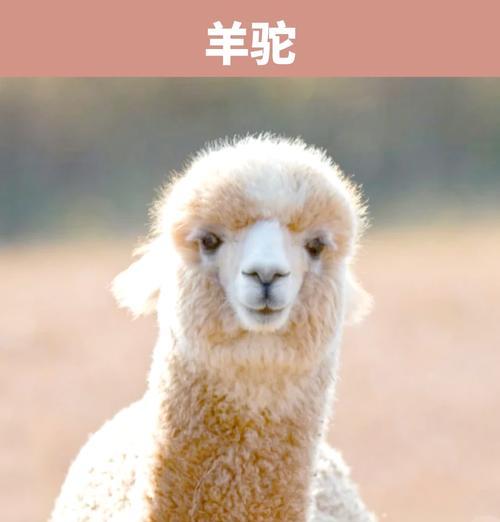 羊驼最喜欢吃胡萝卜吗为什么？胡萝卜对羊驼的健康有何影响？