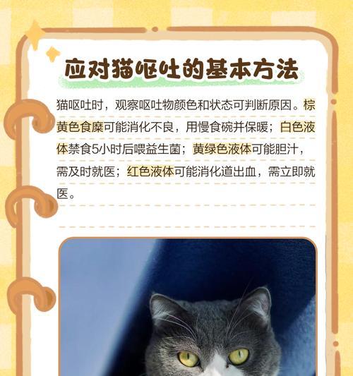 猫吐粮后如何彻底清理？