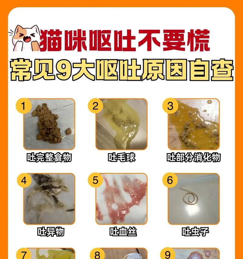 猫吐粮后如何彻底清理？