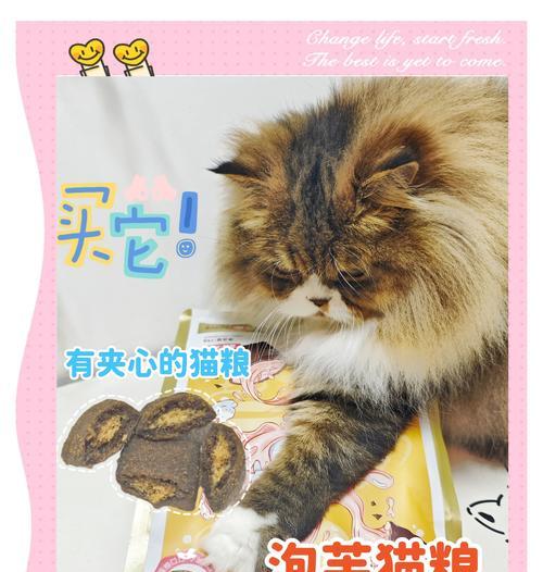 能用什么泡猫粮喝？有哪些适合的饮品？