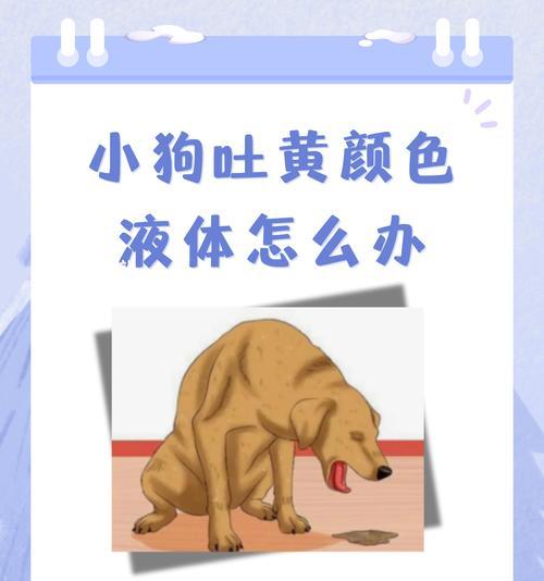 比熊幼犬吐黄水怎么回事啊？幼犬呕吐的可能原因是什么？