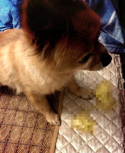 比熊幼犬吐黄水怎么回事啊？幼犬呕吐的可能原因是什么？