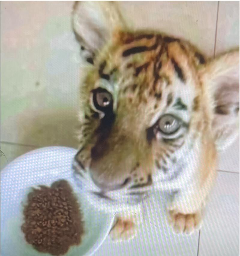 猫吃猫粮为什么会卡牙？如何避免这种情况发生？