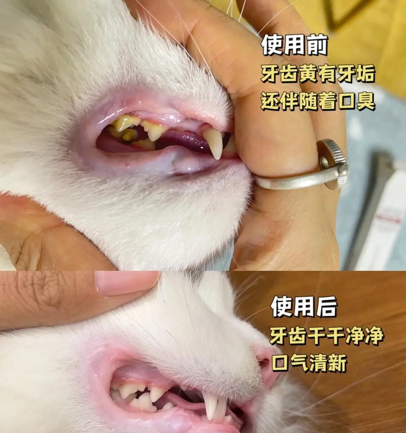 猫吃猫粮为什么会卡牙？如何避免这种情况发生？