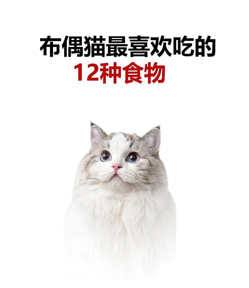 布偶猫为什么一直吃饭不吃猫粮？可能的原因有哪些？