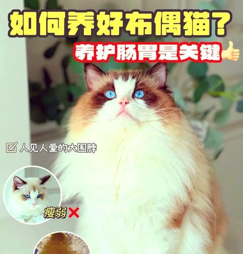 布偶猫为什么一直吃饭不吃猫粮？可能的原因有哪些？