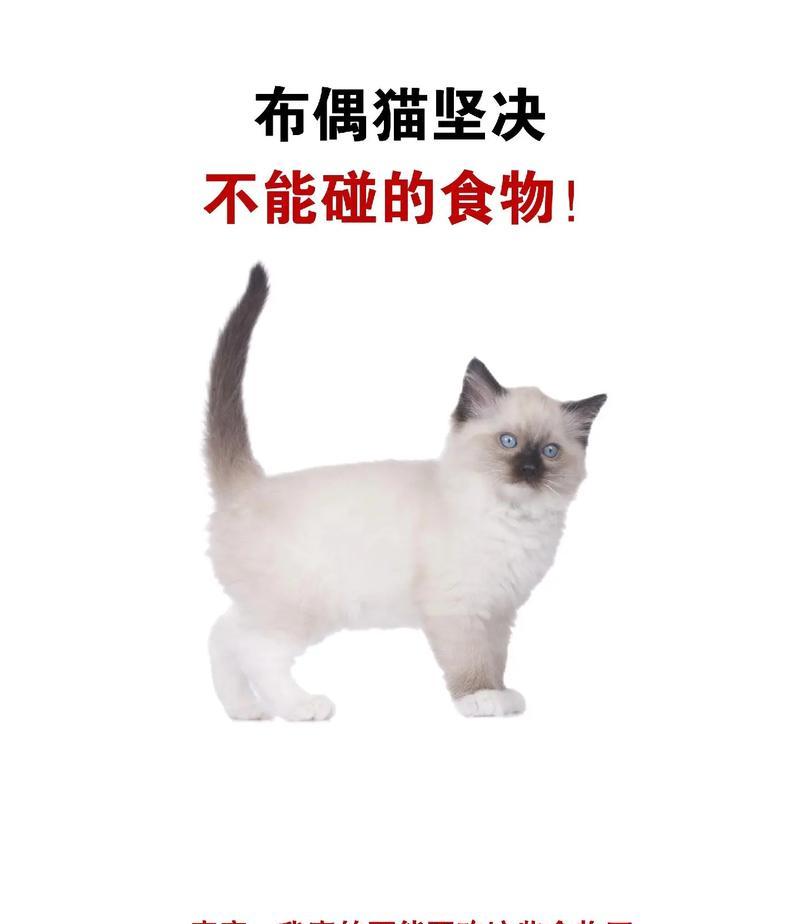 布偶猫为什么一直吃饭不吃猫粮？可能的原因有哪些？