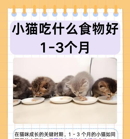 三个月很小的猫吃什么猫粮？幼猫的营养需求如何满足？