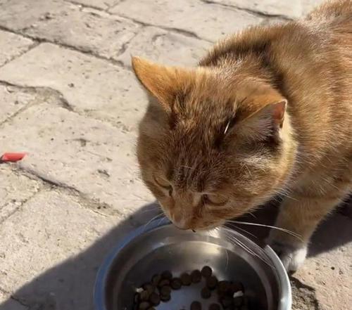 流浪猫可以经常喂食猫粮吗？