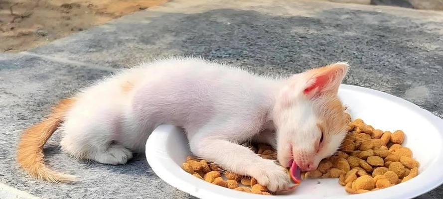 流浪猫可以经常喂食猫粮吗？