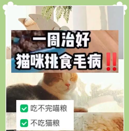 公猫只吃猫粮不吃其他食物怎么办？如何调整饮食习惯？