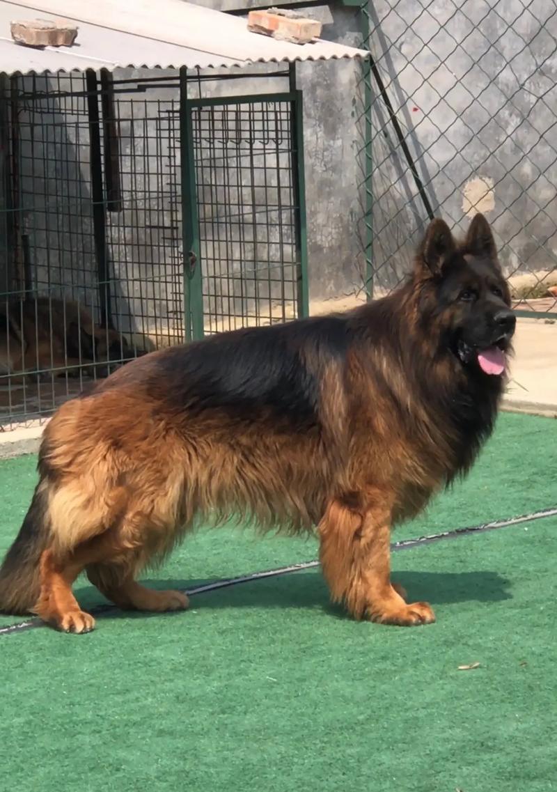 邢台德牧长毛犬的市场价格是多少？