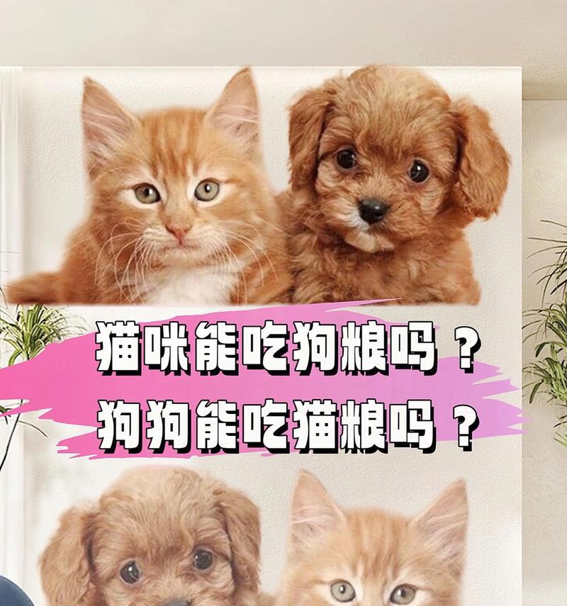 狗狗食用猫粮作为主食是否适宜？