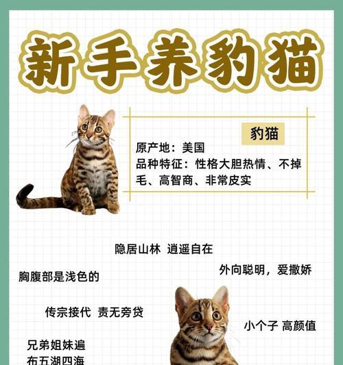 豹猫的饮食习惯如何影响猫粮选择？