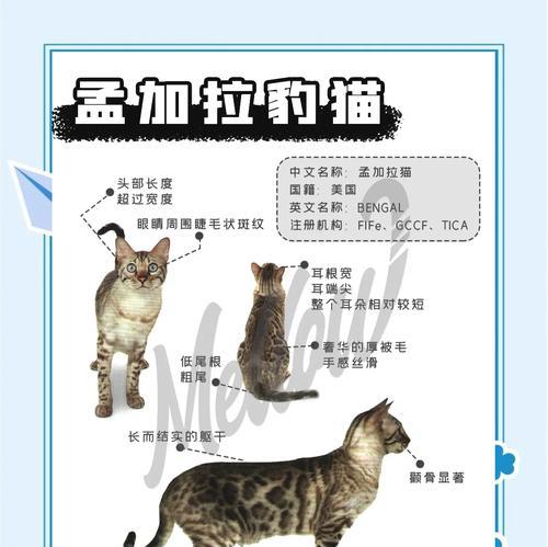 豹猫的饮食习惯如何影响猫粮选择？