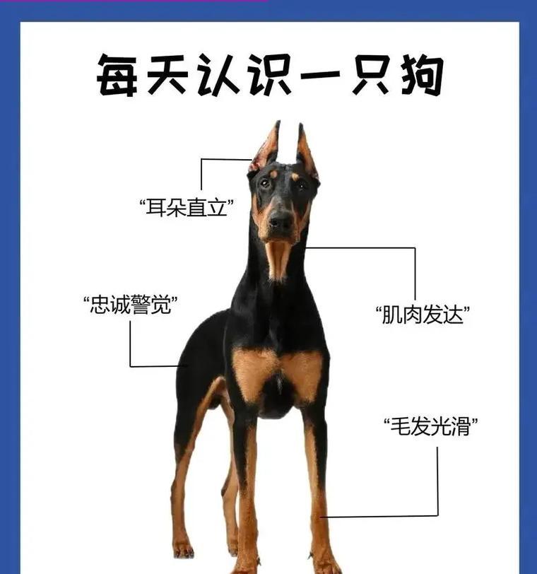 杜宾狗每月应摄入多少狗粮？