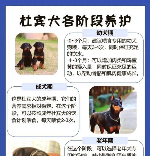 杜宾狗每月应摄入多少狗粮？