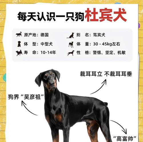 杜宾狗每月应摄入多少狗粮？
