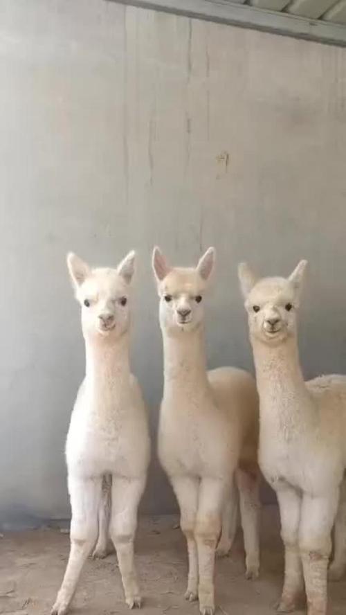 羊驼生产后如何正确处理？