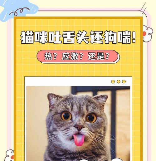 猫咪吃粮舌头上蹭是何原因？