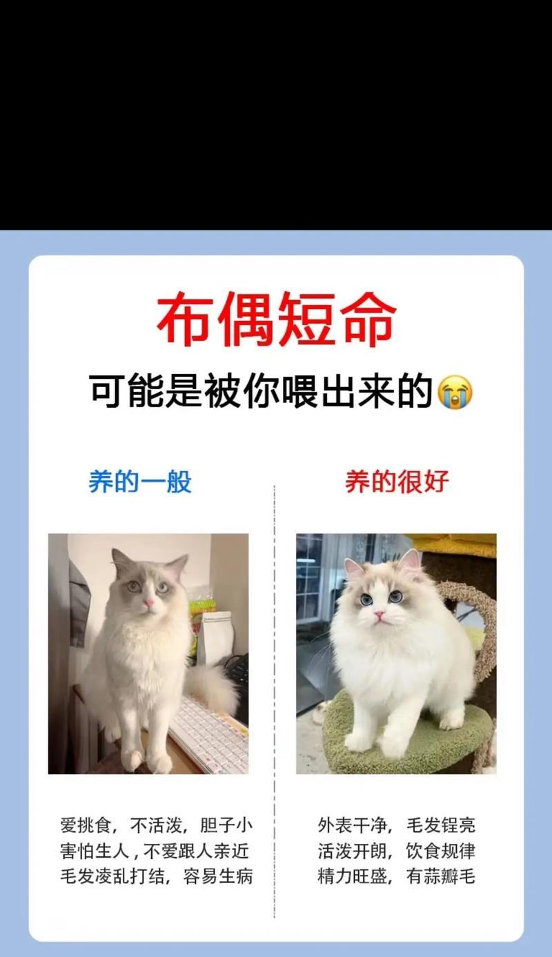 布偶猫天天吃虾好吗？会引起什么问题？