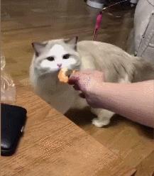 布偶猫天天吃虾好吗？会引起什么问题？